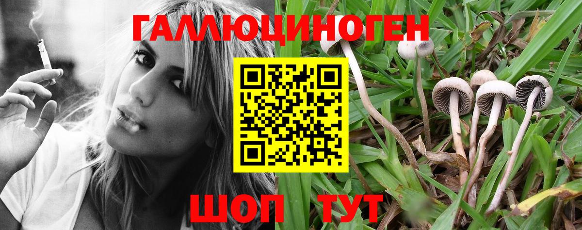 Псилоцибиновые грибы Psilocybe Северобайкальск